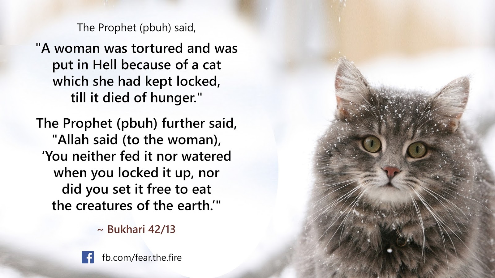 hadith about cats